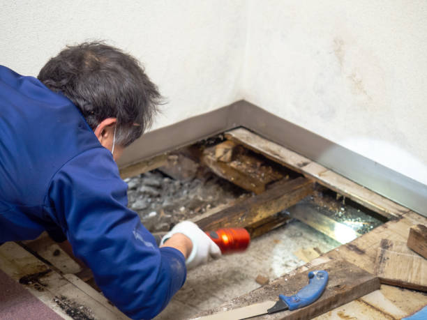 Best Emergency Mold Removal  in Hamilton, AL