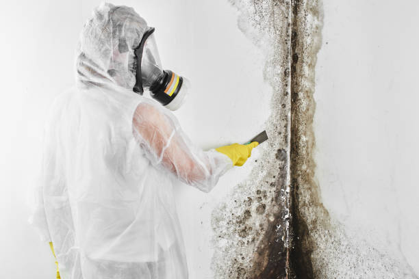 Best Certified Mold Removal  in Hamilton, AL