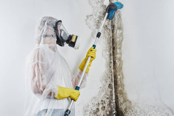 Best Attic Mold Removal  in Hamilton, AL