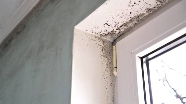 Best Mold Removal Process  in Hamilton, AL