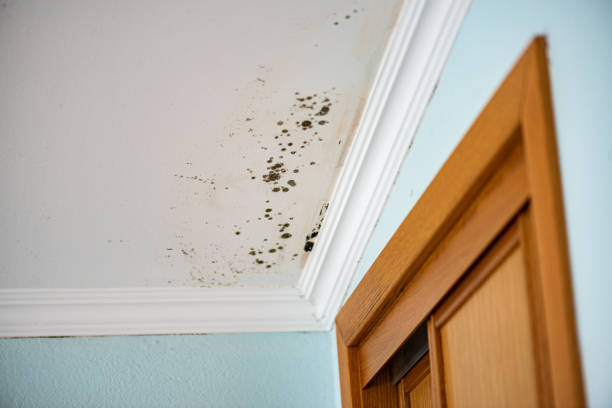 Best Mold Removal Company Near Me  in Hamilton, AL