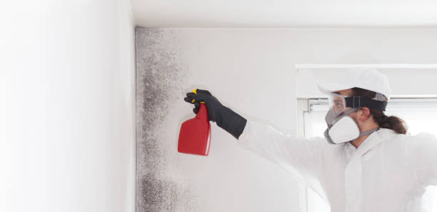 Best Professional Mold Removal  in Hamilton, AL