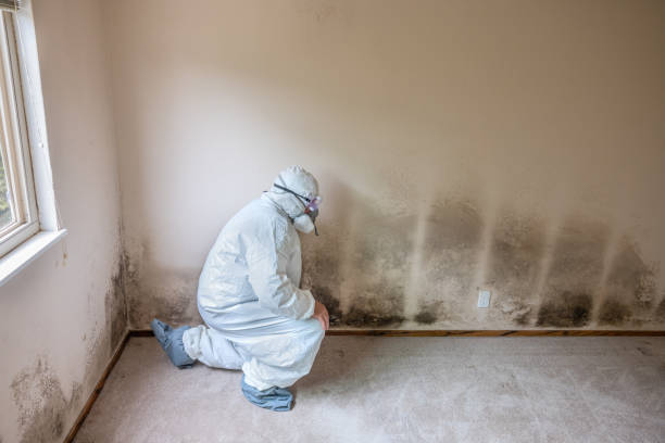 Best Black Mold Removal  in Hamilton, AL