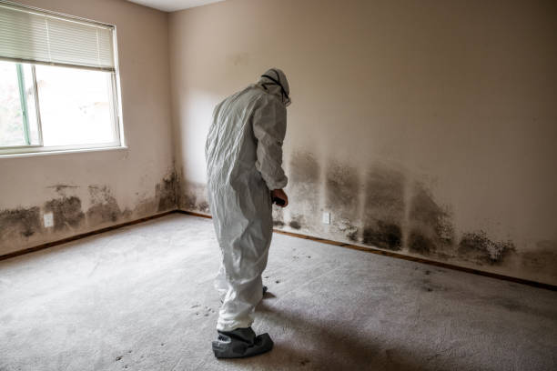 Best Home Mold Removal  in Hamilton, AL